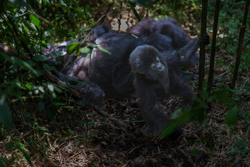 Eastern gorilla or Gorilla beringei mother and baby in Volcanoes National Park Rwanda.
