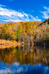 まいめの池の紅葉　