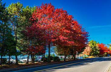 Naklejka premium Burien Street Autumn Hues 5