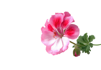 Close-up of a vibrant pink and white geranium flower, featuring delicate petals and a dark center.  Green leaves are visible, gently supporting the blossom.  Isolated against a pure black backdrop