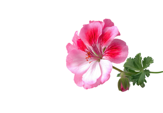 Close-up of a vibrant pink and white geranium flower, featuring delicate petals and a dark center.  Green leaves are visible, gently supporting the blossom.  Isolated against a pure black backdrop