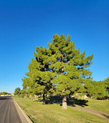 Aleppo Pine, Pinus halepensis, on a green roadside grass lawn in Conocido park in early fall season, Phoenix, Arizona