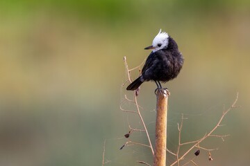 White-headed Marsh tyrant - Arundinicola leucocephala 