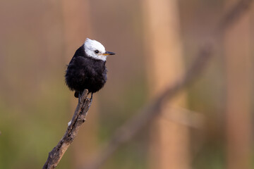 White-headed Marsh tyrant - Arundinicola leucocephala 