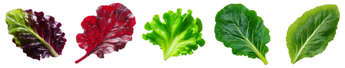 Colorful salad leaves assortment isolated on transparent background