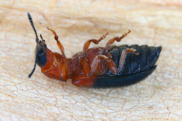 Necrobia ruficollis, the ham beetle, red-shouldered ham beetle, or red-necked bacon beetle, is a mostly carnivorous beetle in the family Cleridae with a cosmopolitan distribution.