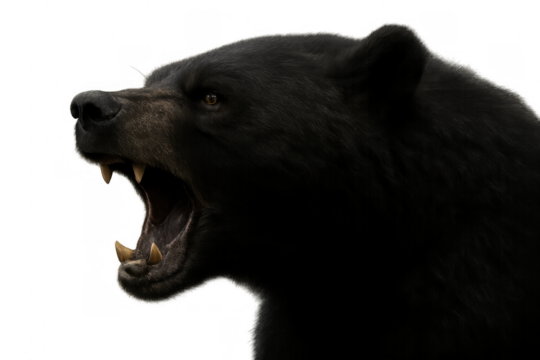 Black bear head aggressively growling and roaring with open mouth, showing sharp teeth and fangs, transparent background