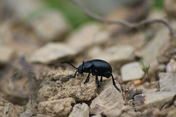 Insecte Le Crache-sang en gros plan dans le jardin , Hautes-Pyrénées, France