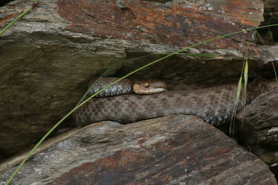 Gros plan d'une vip&egrave;re aspic dans les cailloux, Hautes-Pyr&eacute;n&eacute;es, France