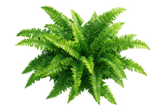 Dense, vibrant green fern foliage, radiating outwards from a central point,?filling the frame