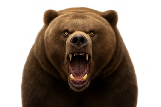 Brown grizzly bear head close-up roaring aggressively with an open mouth, sharp fangs, and piercing orange eyes