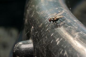Housefly on Metal Surface Macro