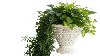 Obraz premium Lush green foliage embracing a stylish decorative plant pot cut out on PNG. AI GENERATED.