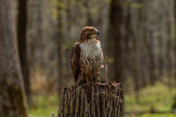  red tailed hawk in its natural habitat