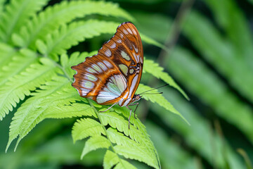 Panama, Siproeta stelenes (malachite) on green leafs.