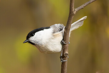 The brown-headed nut