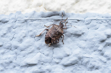 Close-up of a brown marmorated stink bug on a textured wall surface