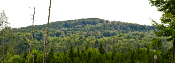 landscape panorama of summer green forest hills and mountains with fir or spruce trees isolated on white or transparent png