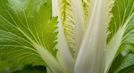 Obraz premium Fresh Napa Cabbage Close-Up Showcasing Natural Textures and Detailed Leaf Structures