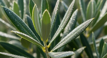 Obraz premium Fresh Olive Branch Displaying Dew Droplets Under Gentle Morning Sunlight