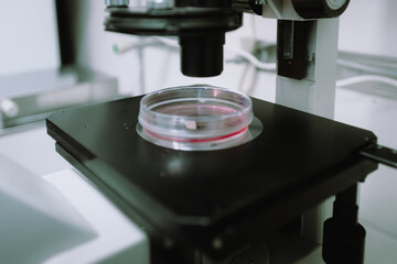 Petri dish with liquid sample under microscope