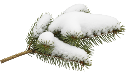 Fresh snow on a green evergreen branch on a transparent background PNG image