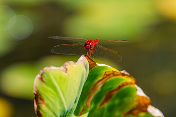 red dragonfly on a green leaf