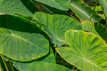 background green leaf surface close-up	
