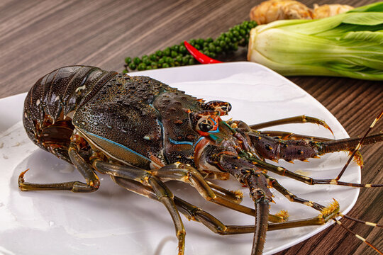 Raw fresh lobster for bowl