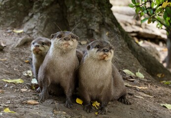 Asian small-clawed otter