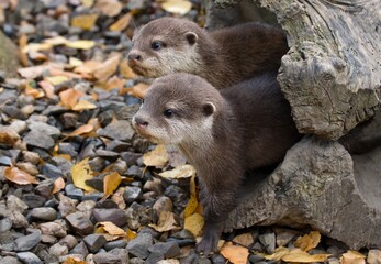 Asian small-clawed otter