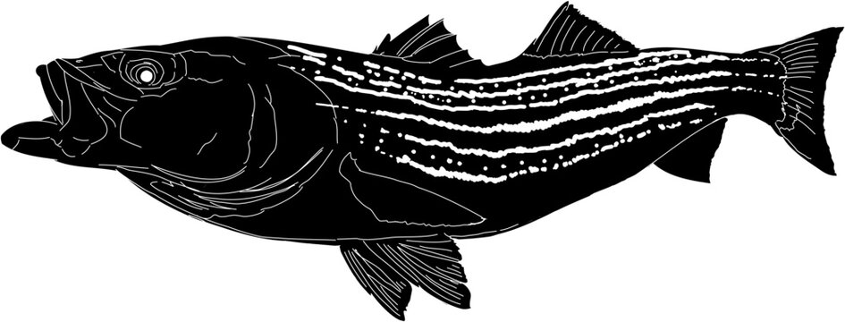 A Striper Fish silhouette with white outline 