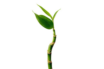 Young bamboo shoot, vibrant green,  growing upward