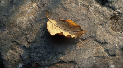 Single Dry Autumn Leaf on Stone Surface, Minimalist Nature Background

