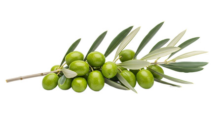 Isolated Olive Branch