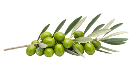 Isolated Olive Branch
