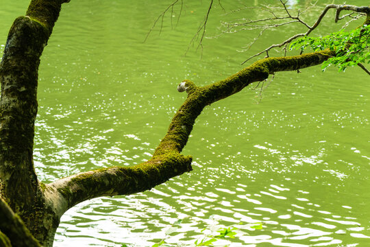 Parz Lich (Clear Lake), mountainous lake near Dilijan, Armenia