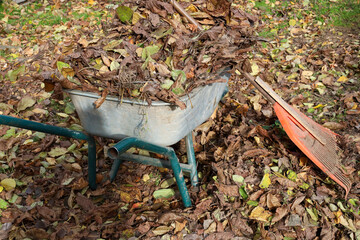 A metal wheelbarrow, filled with dry autumn leaves, rests on the cluttered ground, with an orange...