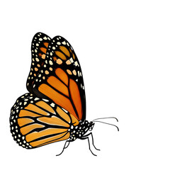 isolated monarch butterflies ,   Beautiful monarch butterfly 