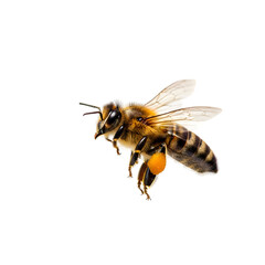 Bee isolated on white background