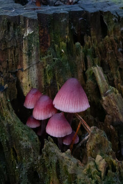 Small purple mushrooms, Bleeding fairy helmets, growing on rotting wood