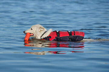 Dog rescuer in red life vest swimming in river