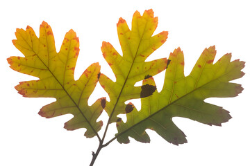 Close up of oak leaves in autumn colors isolated on transparent background