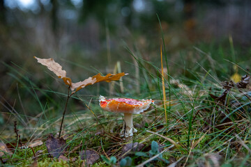 fly agaric mushroom