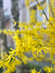 A bush with yellow flowers and a brown stem.