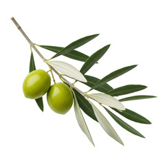 Isolated Olive Branch