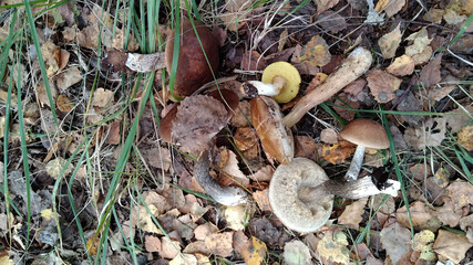 A pile of mushrooms and leaves on the ground.