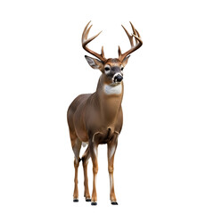 isolated white-tailed Deer 
