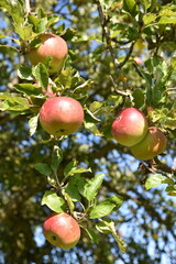 Pommes au jardin en été	