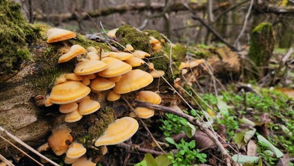 Cluster of orange mushrooms growing on fallen tree